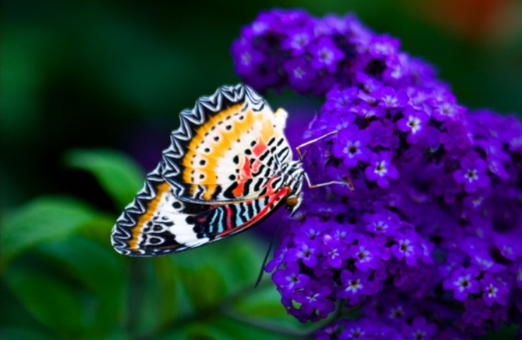 一只色彩斑斓的蝴蝶停在一朵丁香花上