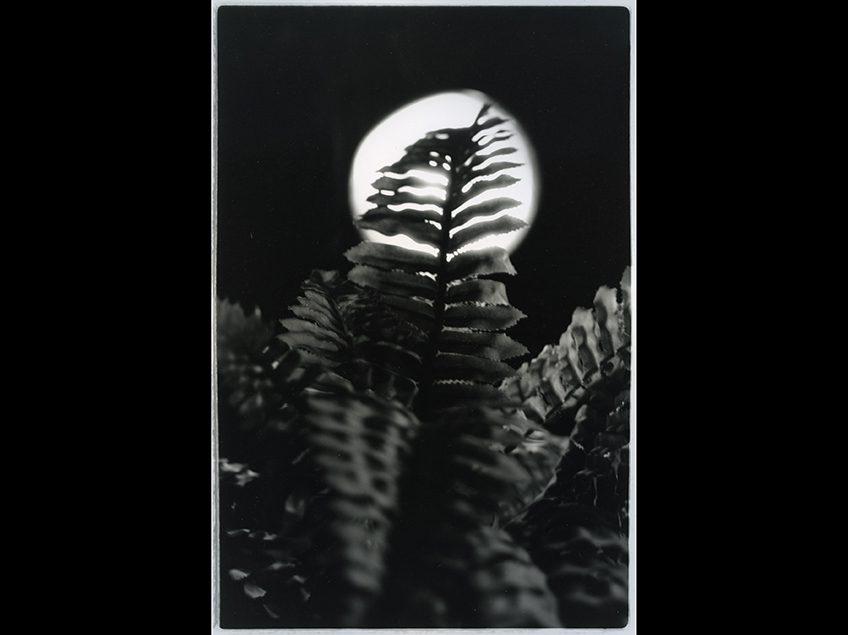 月光下蕨类植物的黑白照片.